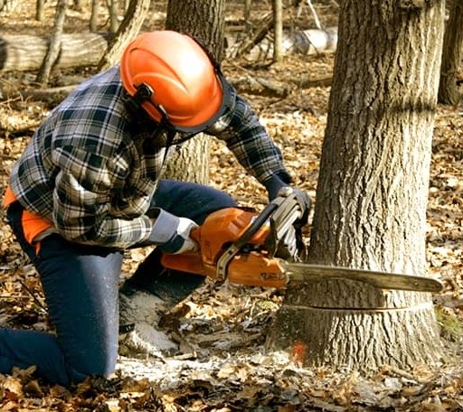 Tree Removal in Bunch, OK